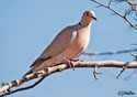 Streptopelia decaocto